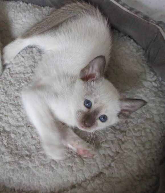 广州哪里有出售暹罗猫 广州暹罗猫一只多少钱