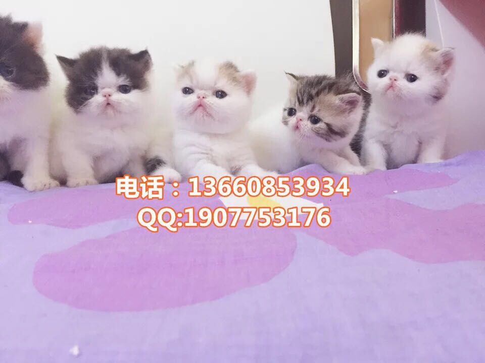 深圳哪里有出售加菲猫 深圳加菲猫一只多少钱