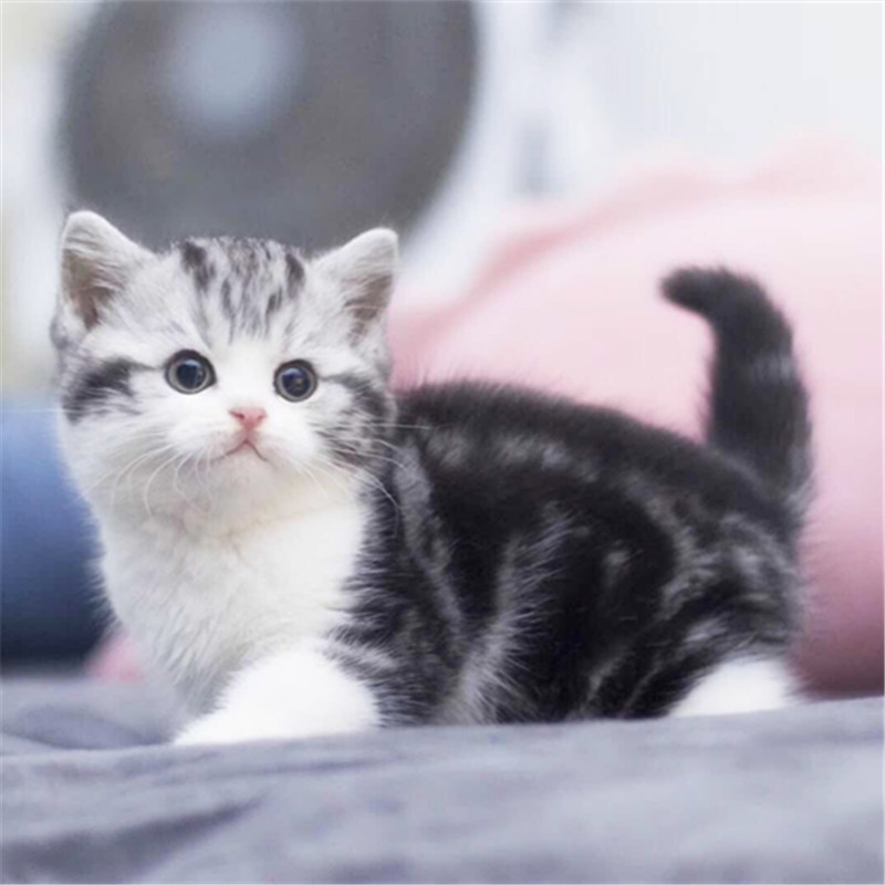 广州哪里有猫舍 广州哪里有卖美短毛猫 美短毛猫多少钱
