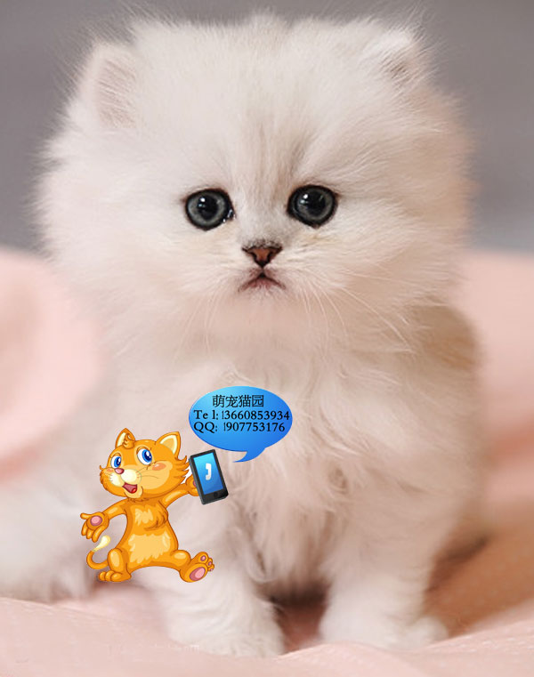 深圳哪里有出售金吉拉 深圳金吉拉一只多少钱