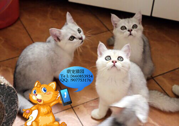 韶关哪里有出售银渐层 韶关银渐层一只多少钱