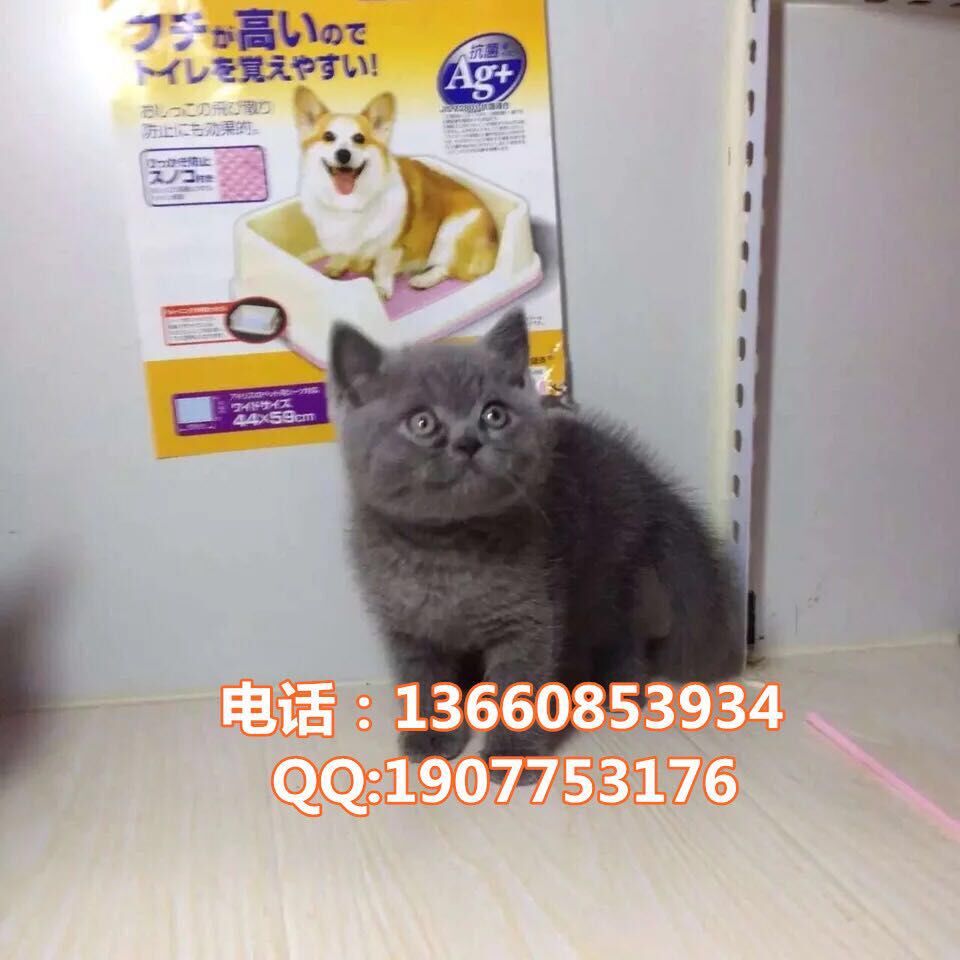 深圳哪里有出售蓝猫 深圳蓝猫一只多少钱