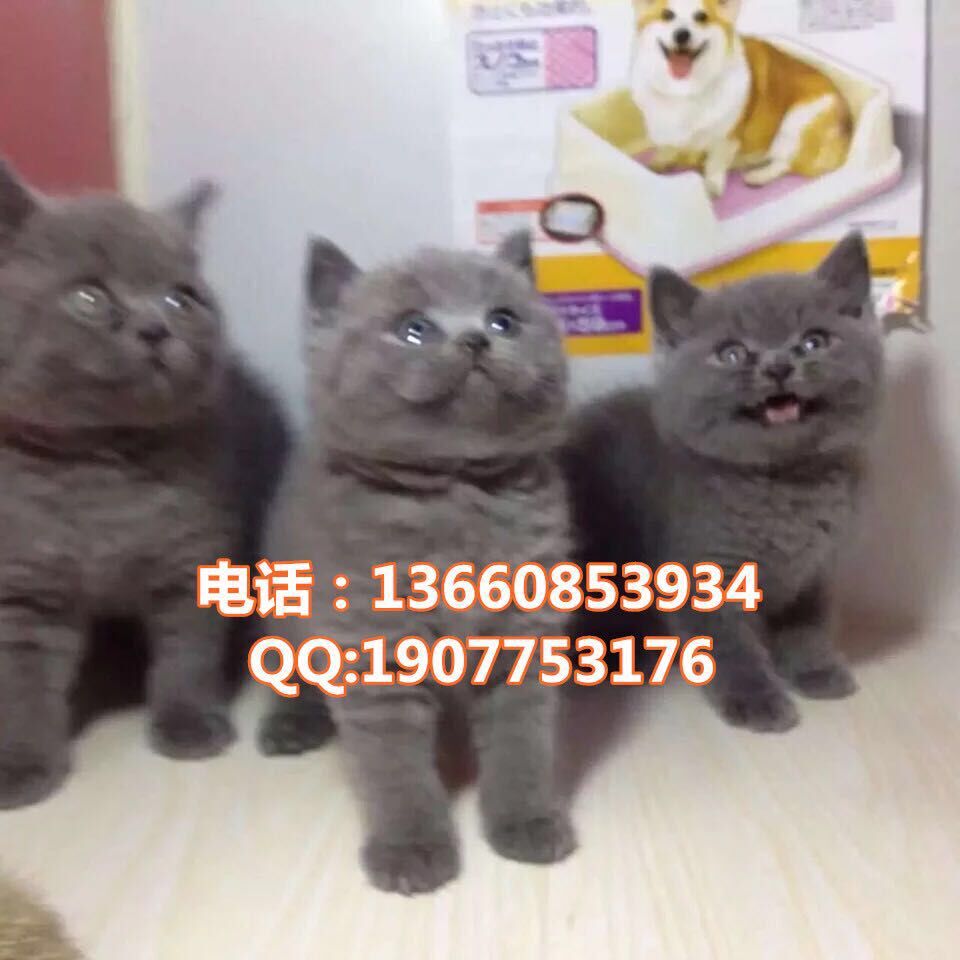 韶关哪里有出售蓝猫 韶关蓝猫一只多少钱