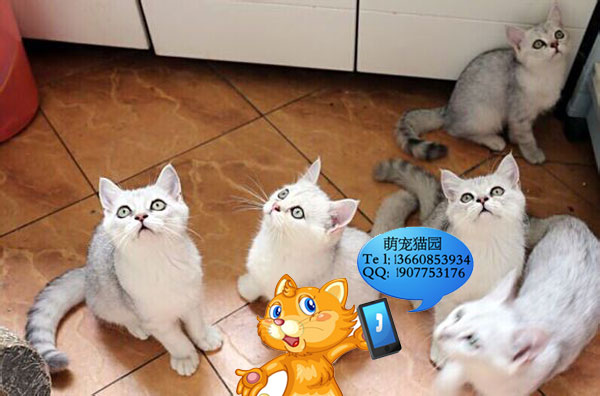 韶关哪里有出售银渐层 韶关银渐层一只多少钱