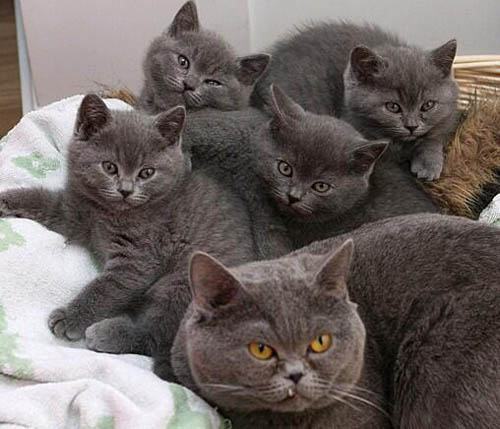 广州去哪买猫好 广州哪里有卖短毛猫 英短毛猫价格多少