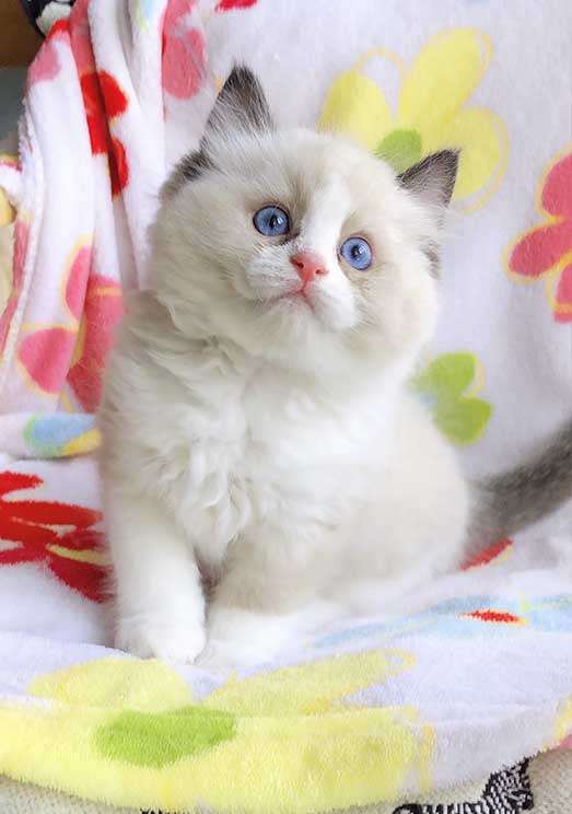 纯血统布偶猫出售