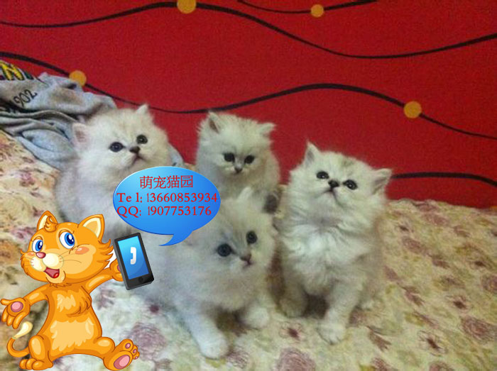 广州哪里有出售金吉拉 广州金吉拉一只多少钱