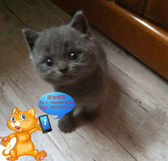 深圳哪里有出售蓝猫 深圳蓝猫一只多少钱