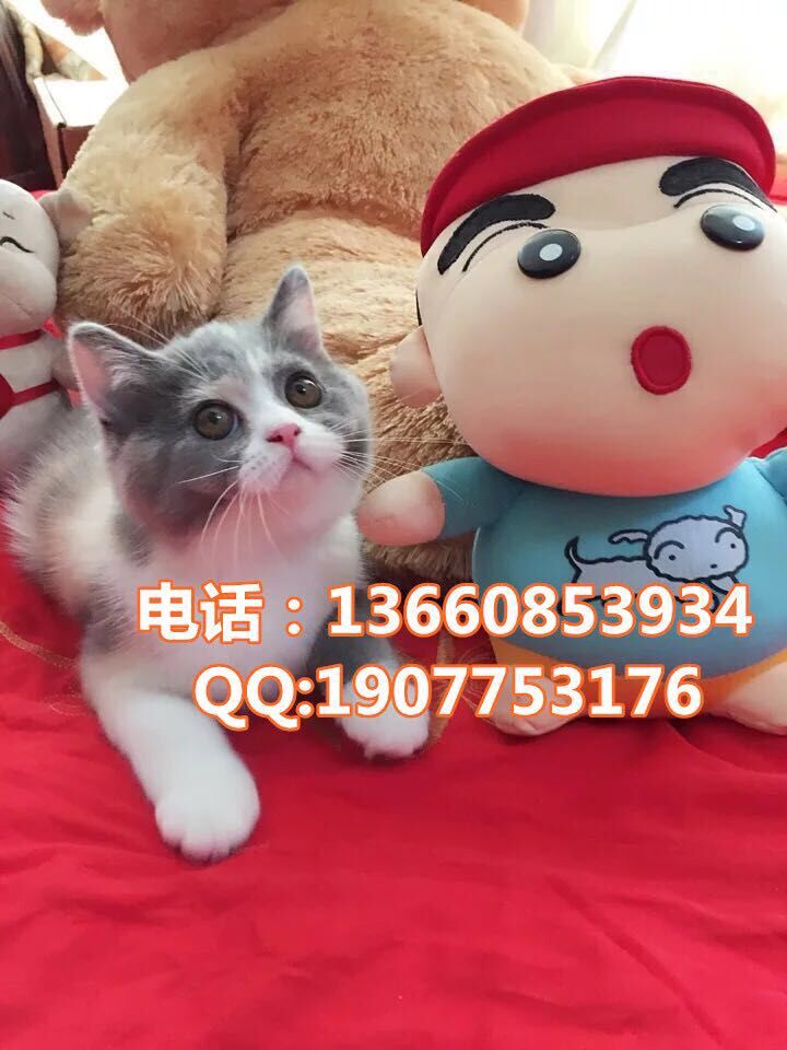 广州哪里有出售蓝猫 广州蓝猫一只多少钱