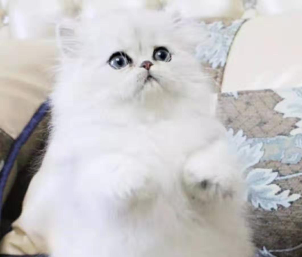 自家养的挪威森林猫