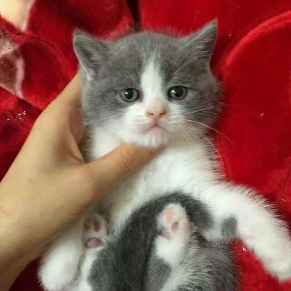 广州哪里有出售蓝猫 广州蓝猫一只多少钱