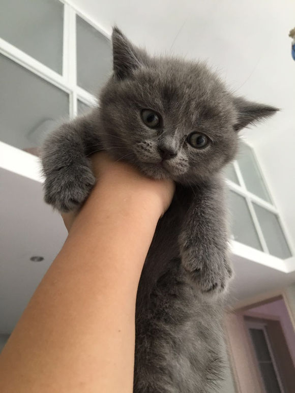 深圳哪里有出售蓝猫 深圳蓝猫一只多少钱