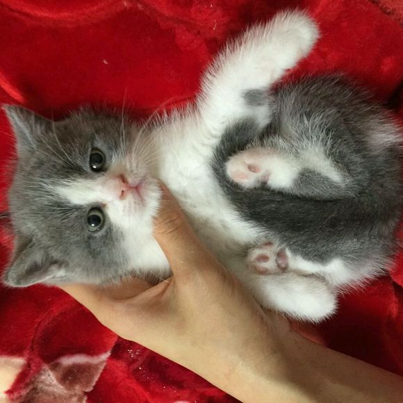 广州哪里有出售蓝猫 广州蓝猫一只多少钱