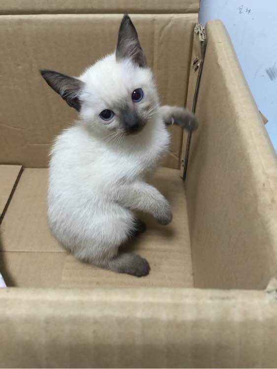 广州哪里有出售暹罗猫 广州暹罗猫一只多少钱