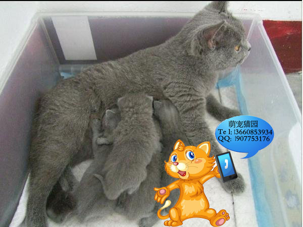 广州哪里有出售蓝猫 广州蓝猫一只多少钱