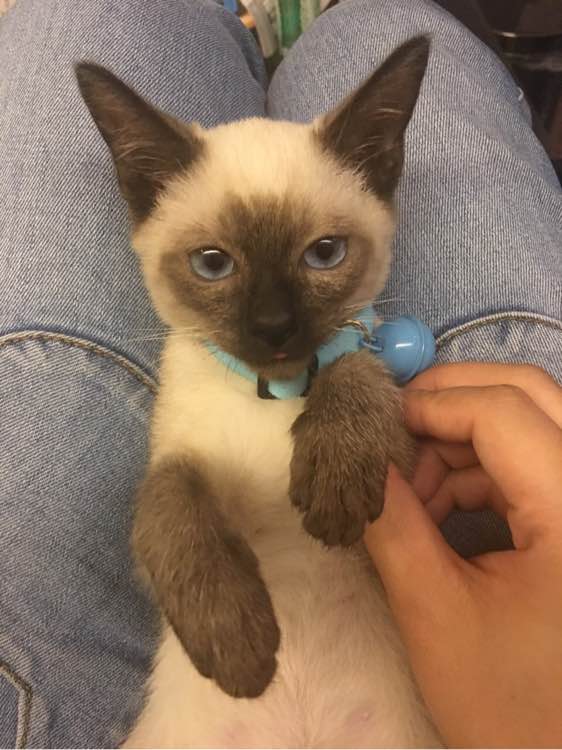 广州哪里有出售暹罗猫 广州暹罗猫一只多少钱