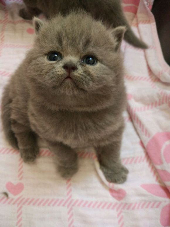 广州哪里有出售蓝猫 广州蓝猫一只多少钱