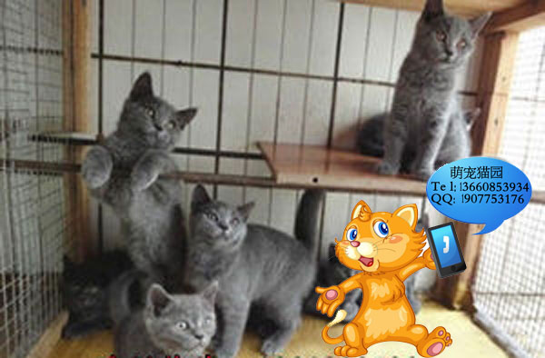 广州哪里有出售蓝猫 广州蓝猫一只多少钱