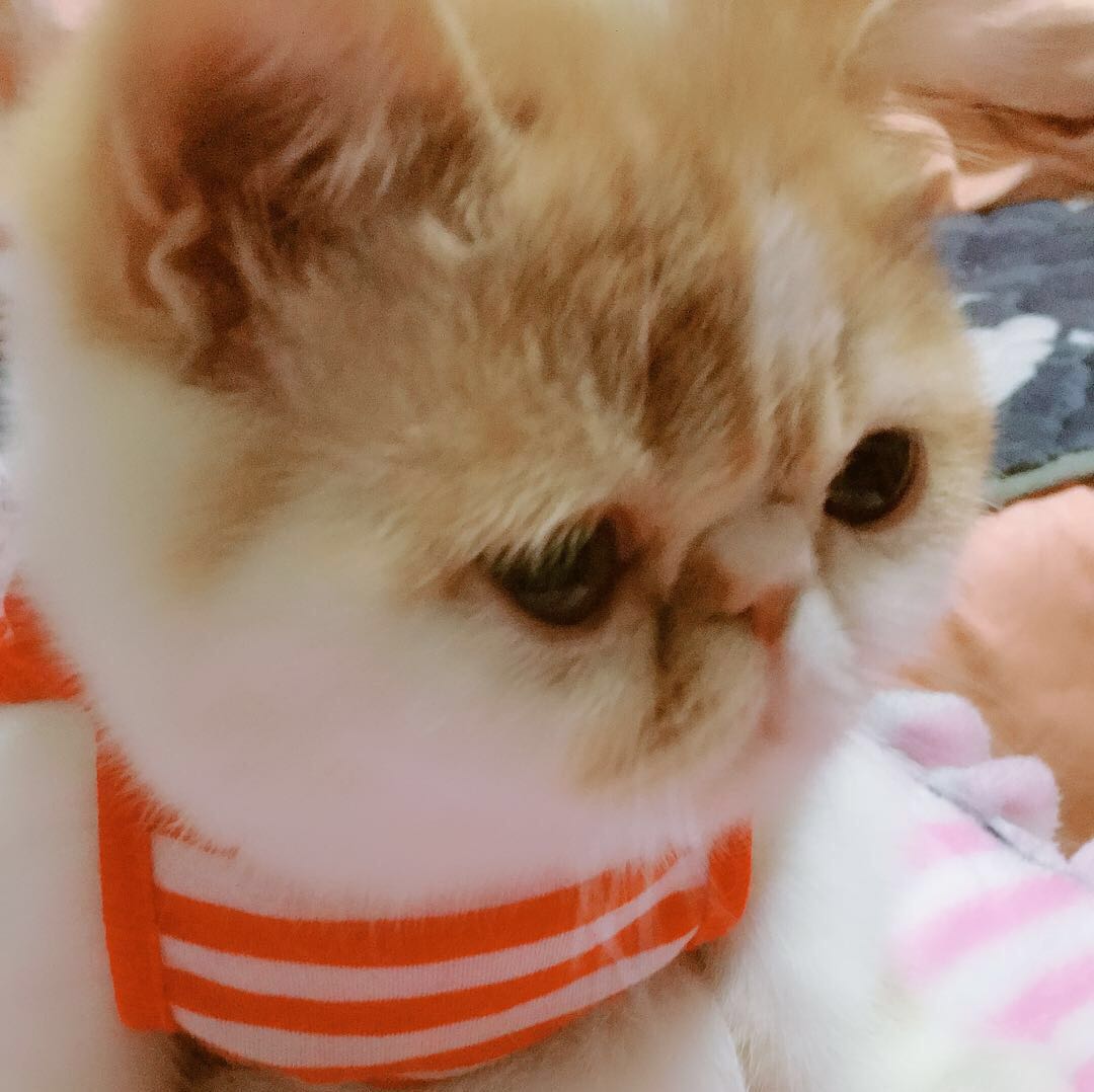 自家下的小加菲，求抱走