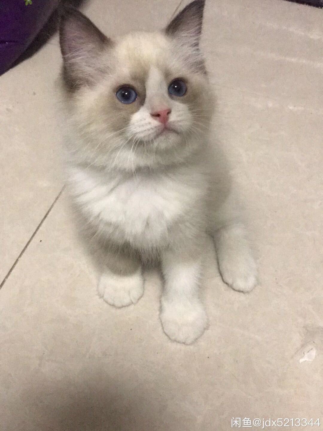 自家布偶出售 胖虎无藓