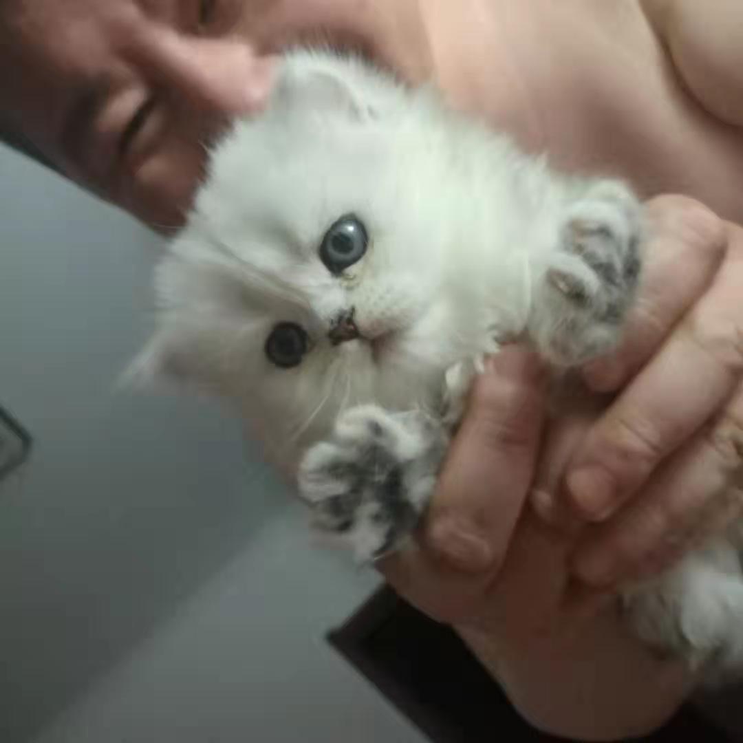 纯种英短找主人