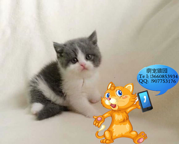 深圳哪里有出售蓝猫 深圳蓝猫一只多少钱