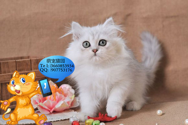 广州哪里有出售金吉拉 广州金吉拉一只多少钱