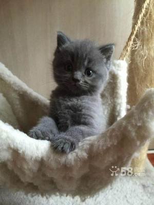 个人出售2个月蓝猫公母