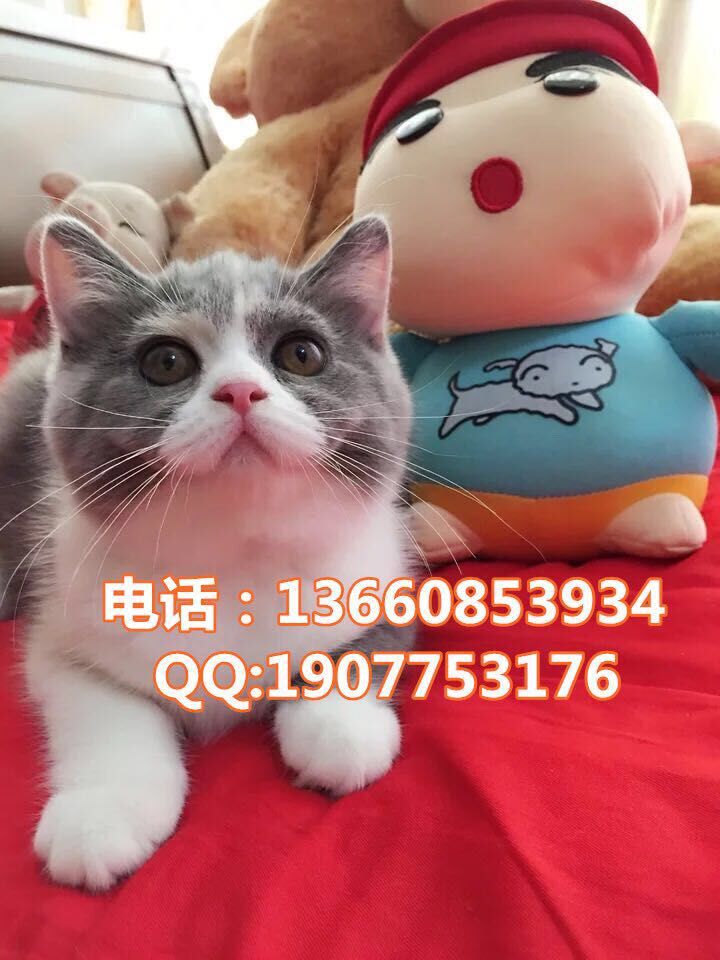 深圳哪里有出售蓝猫 深圳蓝猫一只多少钱