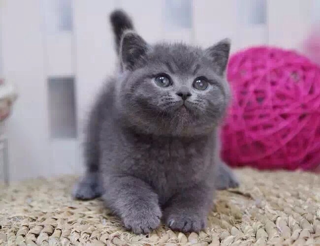 个人出售2个月蓝猫公母