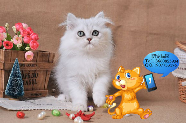 广州哪里有出售金吉拉 广州金吉拉一只多少钱