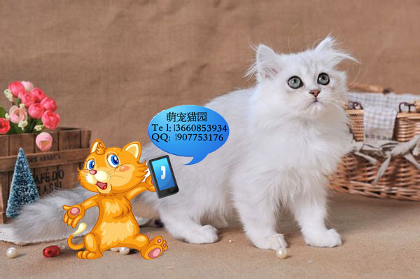 广州哪里有出售金吉拉 广州金吉拉一只多少钱