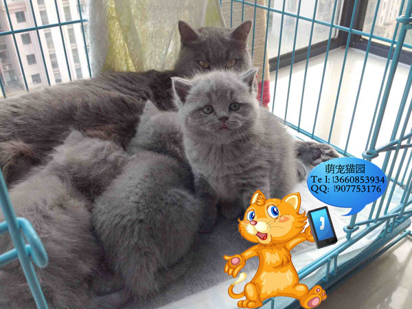 深圳哪里有出售蓝猫 深圳蓝猫一只多少钱