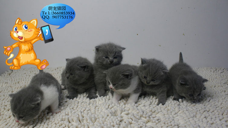 佛山哪里有出售蓝猫 佛山蓝猫一只多少钱
