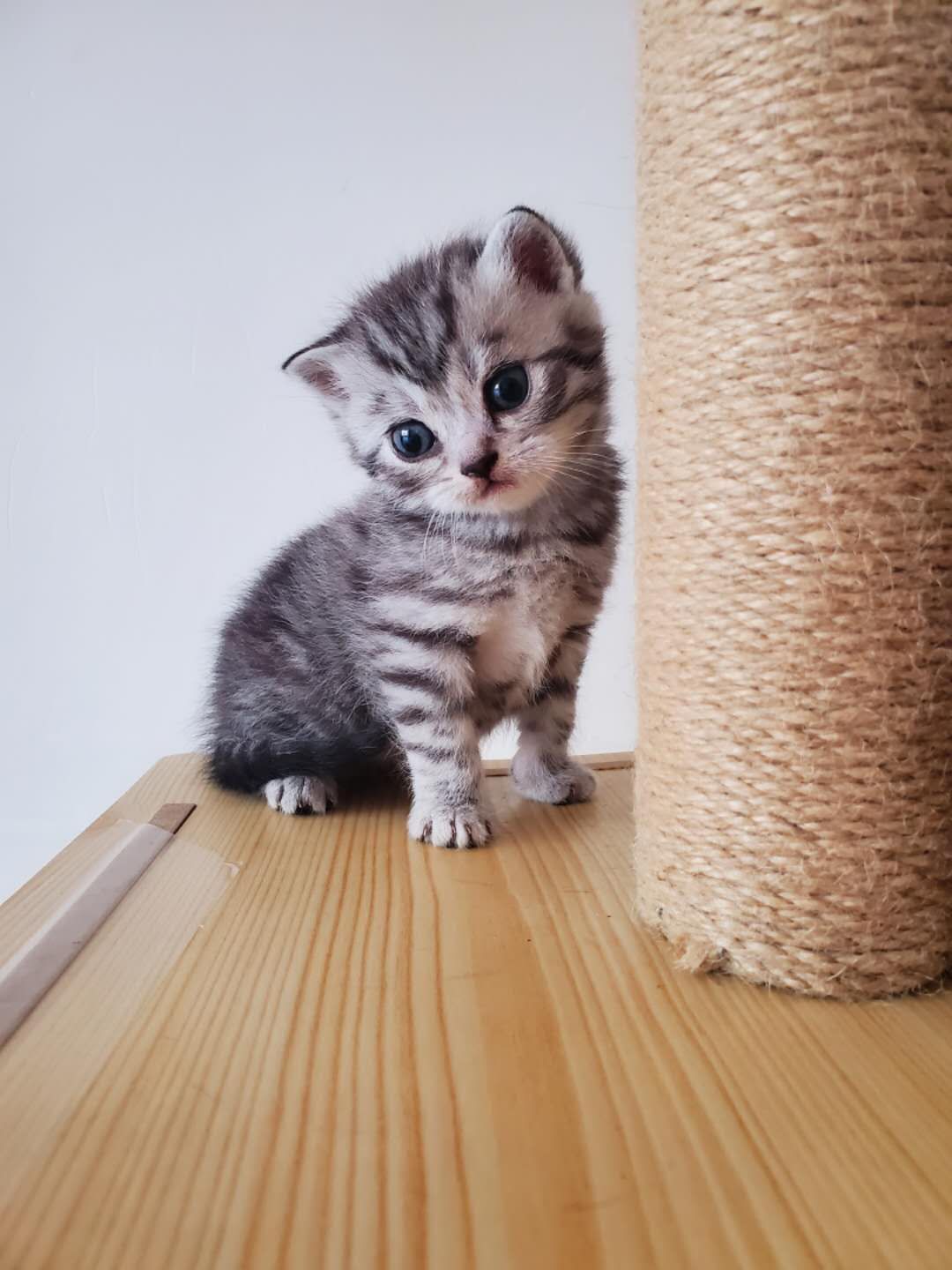 美短标斑加白，标斑，加白