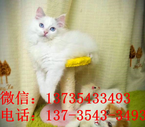 北京宠物猫舍出售纯种加菲猫 买猫卖猫哪里有猫领养