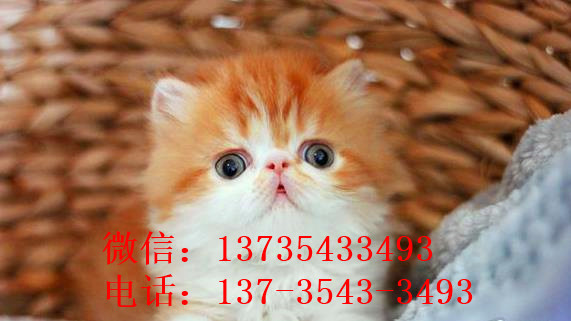 深圳宠物猫舍出售纯种加菲猫 买猫卖猫哪里有猫领养