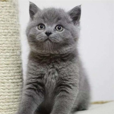 广州出售蓝猫 广州哪里有卖蓝猫 广州英短蓝猫价格