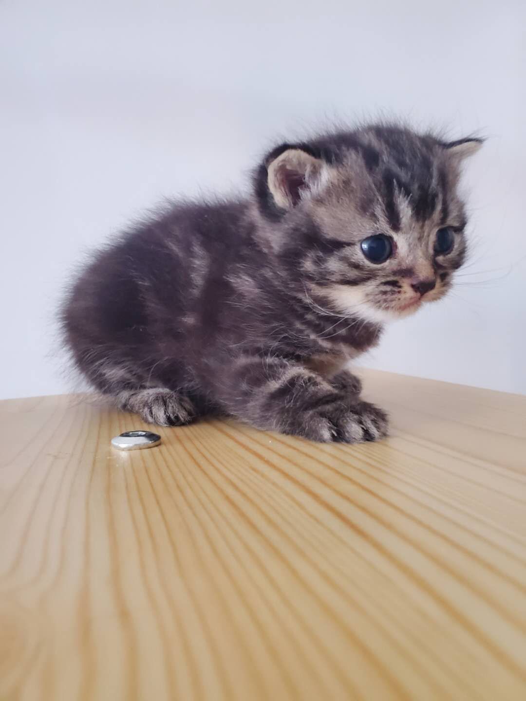 美短标斑加白，标斑，加白