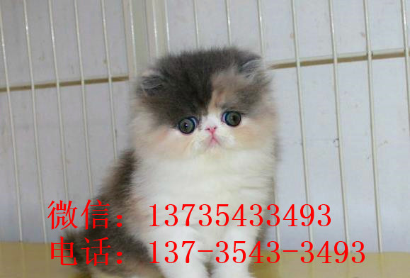 上海宠物猫舍出售纯种加菲猫 买猫卖猫哪里有猫领养