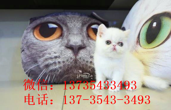 广州宠物猫舍出售纯种加菲猫 买猫卖猫哪里有猫领养