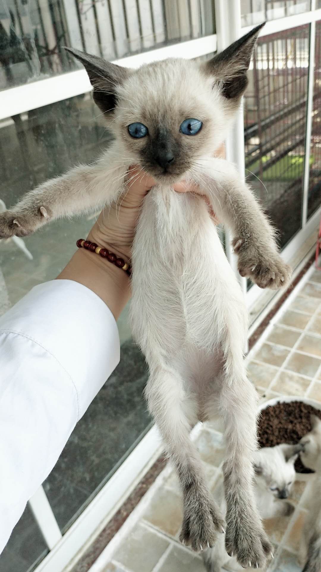 海豹重点暹罗猫，红海豹玳瑁暹罗猫，600一只