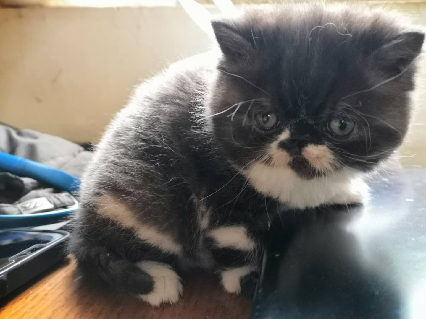 出售纯种加菲猫异国短毛猫两个月大公母都有