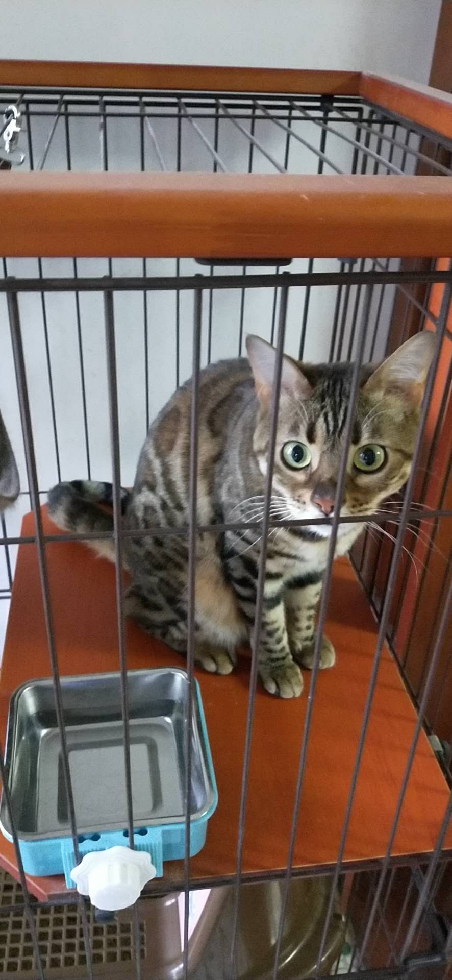 因房子装修出售豹猫