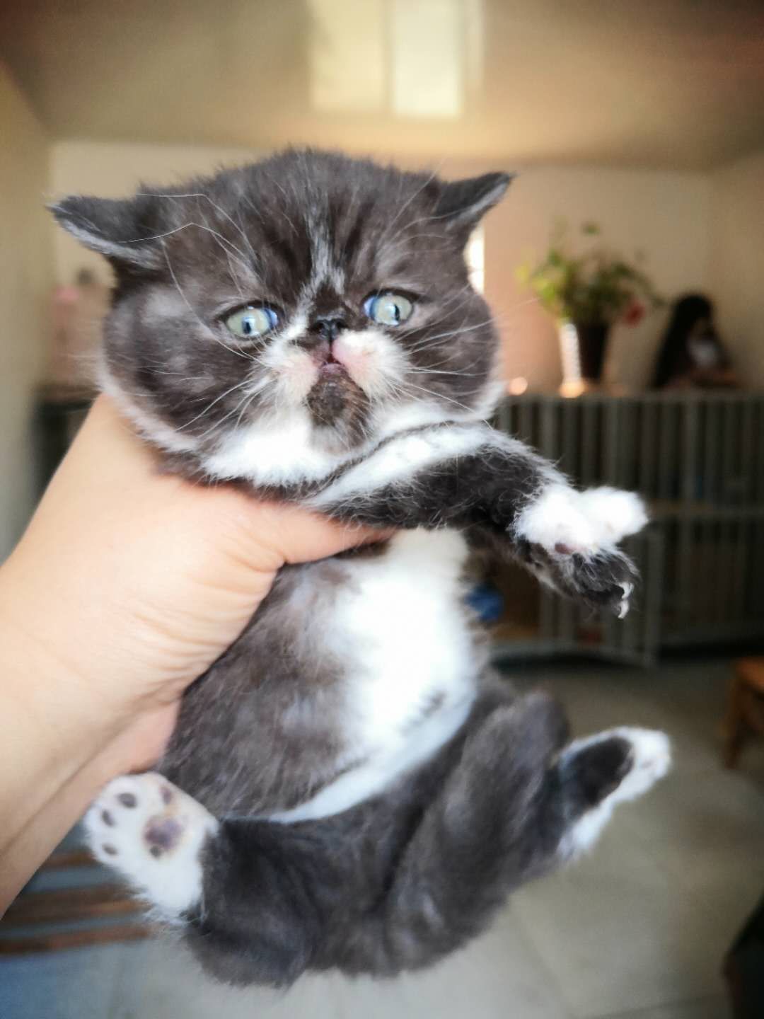 出售纯种加菲猫异国短毛猫两个月大公母都有