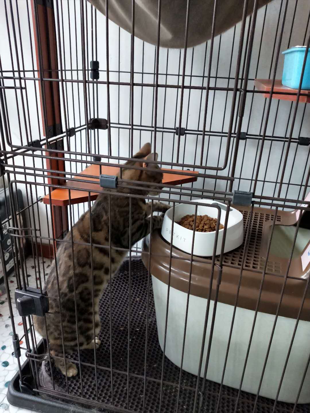 因房子装修出售豹猫