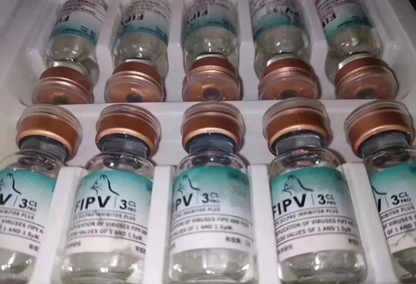 猫传腹gs411的使用效果