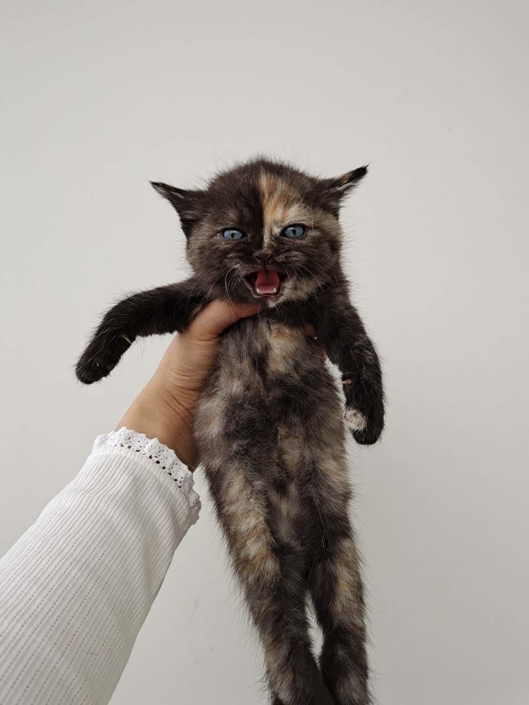 自己生养的英短奶猫找新家啦