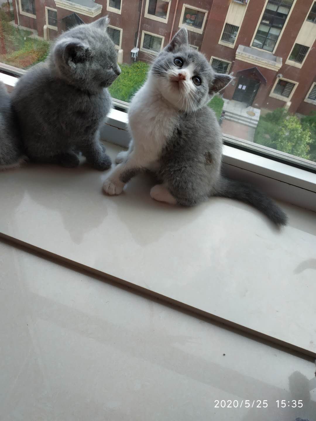 英短蓝猫蓝白领养出售