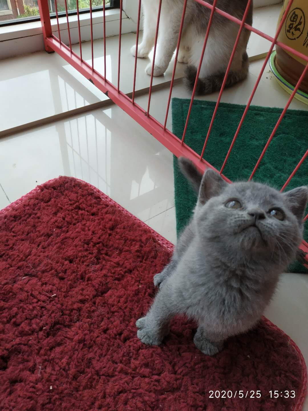 英短蓝猫蓝白领养出售